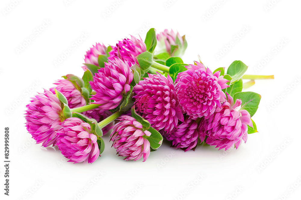 Globe Amaranth, petals, isolated on white background Globe Amaranth, petals, isolated on white background