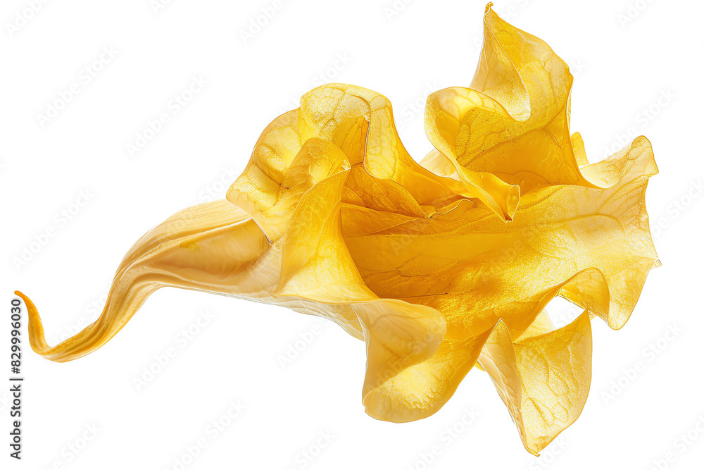 Fototapeta premium Golden Trumpet, single bloom, isolated on white background