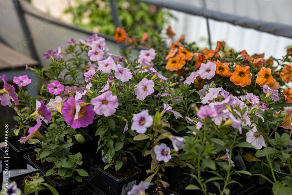 Potted calibrachoa flowers growing in pots for gardening. Garden center business. Flowers in pots in the greenhouse of a plant nursery. Potted calibrachoa flowers growing in pots for gardening. Garden center business. Flowers in pots in the greenhouse of a plant nursery.