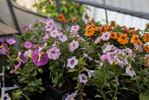 Potted calibrachoa flowers growing in pots for gardening. Garden center business. Flowers in pots in the greenhouse of a plant nursery.