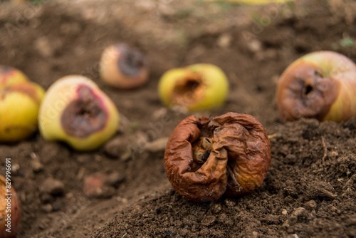 Rotten apple decomposing on the ground photo