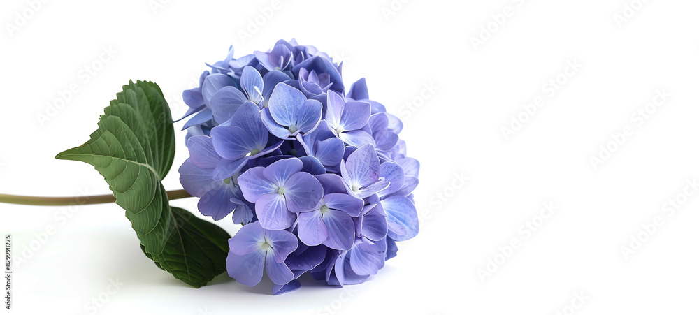Hydrangea, single bloom, isolated on white background Hydrangea, single bloom, isolated on white background