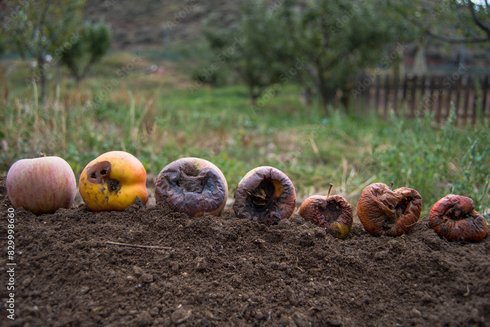 Row of apples from a good apple to a rotten apple Row of apples from a good apple to a rotten apple