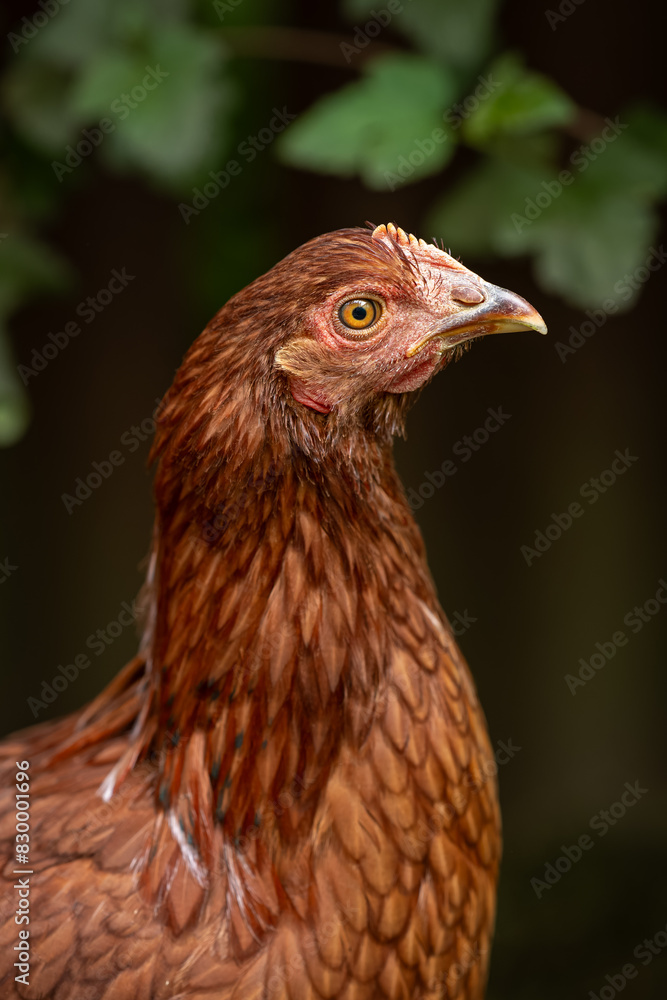 Portrait of a young brown hen.