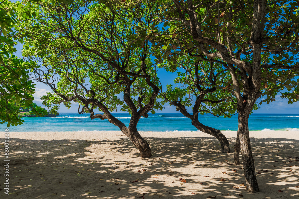 Chilling beach with trees, sand and blue ocean. Tropical holiday banner Chilling beach with trees, sand and blue ocean. Tropical holiday banner