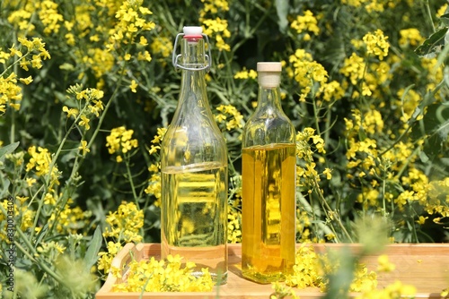 Rapeseed oil in bottles on tray among flowers outdoors  closeup