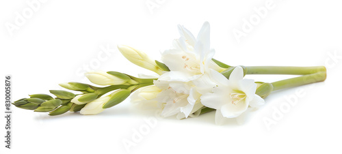 Tuberose, single bloom, isolated on white background