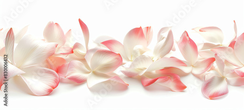 Wrightia  petals  isolated on white background