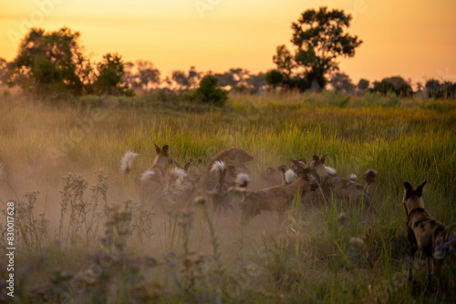 Wild dogs