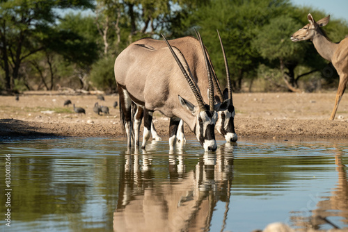 Photography Oryx drinking water