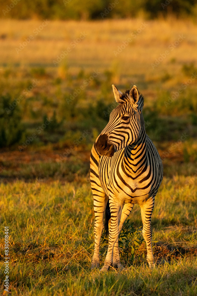 Obraz premium zebra in the wild