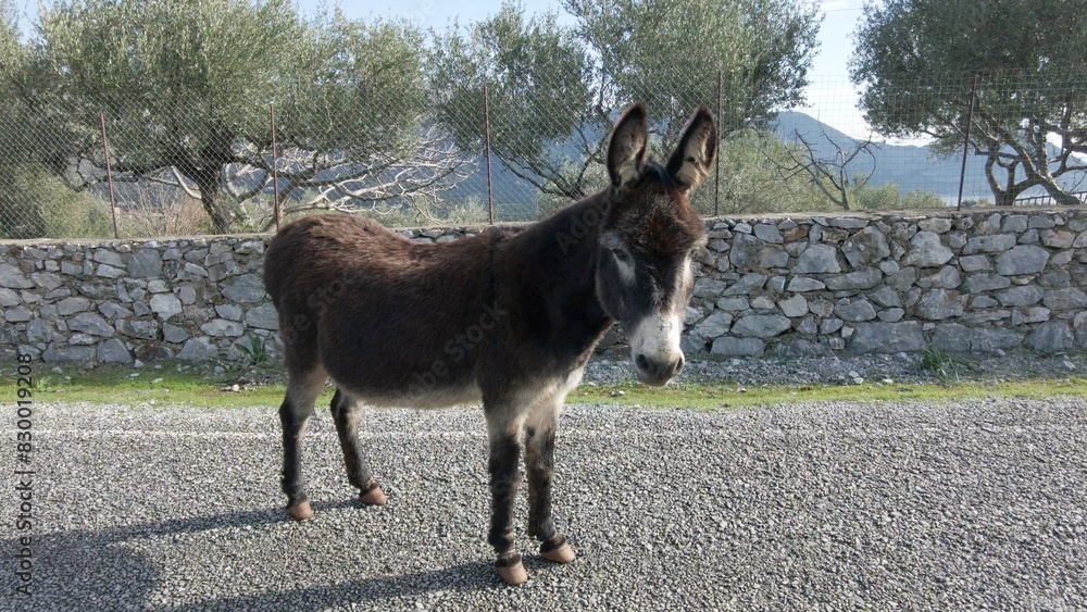 mule little donkey walks down the road in Peloponnese in rural landscape with stone walls and olive trees in Greece , summer holidays destination for tourist all around the world