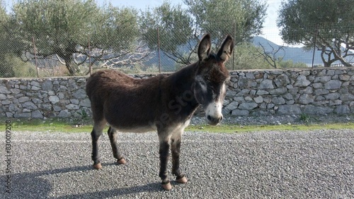 Obraz na płótnie mule little donkey walks down the road in Peloponnese in rural landscape with stone walls and olive trees in Greece , summer holidays destination for tourist all around the world w salonie