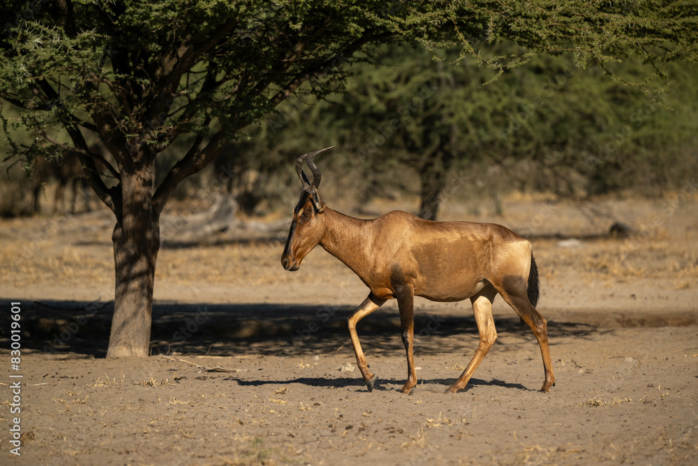 hartebeest in Africa hartebeest in Africa