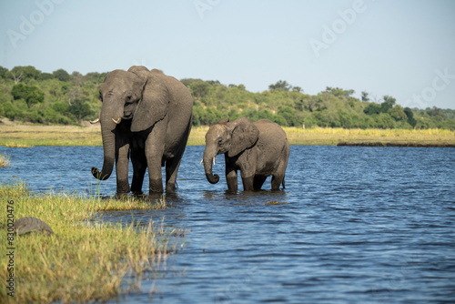 Photography elephants in the water