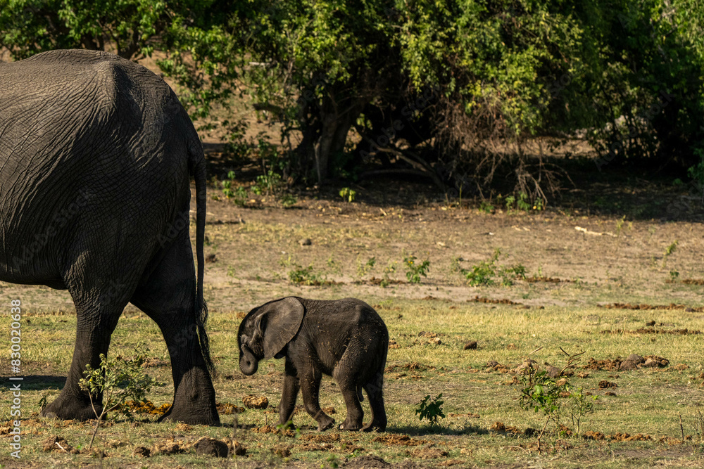 Fototapeta premium baby elephant