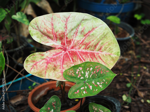 Araceae Cercestis  mirabilis plant and caladium in pot colorfull leaves photo