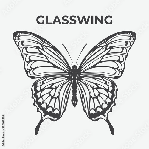 Glasswing butterfly Detailed Outline for Artistic Coloring. Vector Illustration