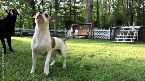 Playful Pups Race for Ball in Summer Sun.  Two energetic dogs, a black labrador mix (Boxador breed) and a brown and white pit bull mix, playfully chase after a red ball in a grassy backyard.