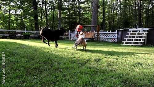Playful Pups: Epic Slow-Motion Ball Chase. Two energetic dogs (Boxador and Pitbull mix) leap and bound in a joyous slow-motion battle to catch a bright orange ball. Pure canine fun in a sunny backyard