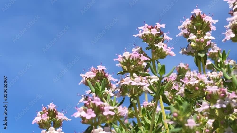 thyme with flowers, deep angle with blue sky thyme with flowers, deep angle with blue sky