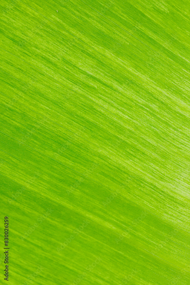 Texture background of backlight fresh banana leaf. Texture background of backlight fresh banana leaf.