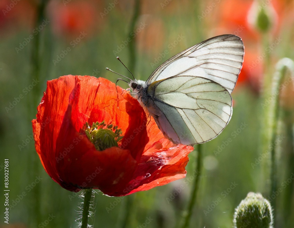 Der Schmetterling auf dem Mohn Der Schmetterling auf dem Mohn