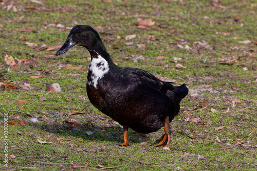 A beautiful Swedish Duck waddling about on a winter morning.  Swedish Ducks are a Swedish breed of domestic duck. It originated in the former dominion of Swedish Pomerania (now Poland). photo