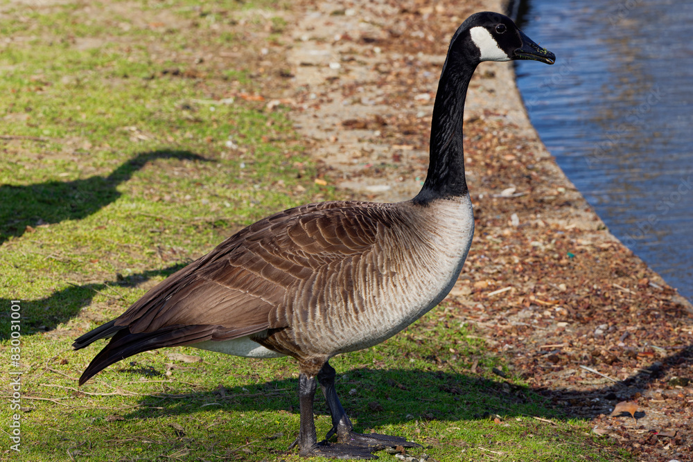 A beautiful Canada Goose on a winter morning. The Canada goose, is a large wild goose with a black head and neck, white cheeks, white under its chin, and a brown body. A beautiful Canada Goose on a winter morning. The Canada goose, is a large wild goose with a black head and neck, white cheeks, white under its chin, and a brown body.