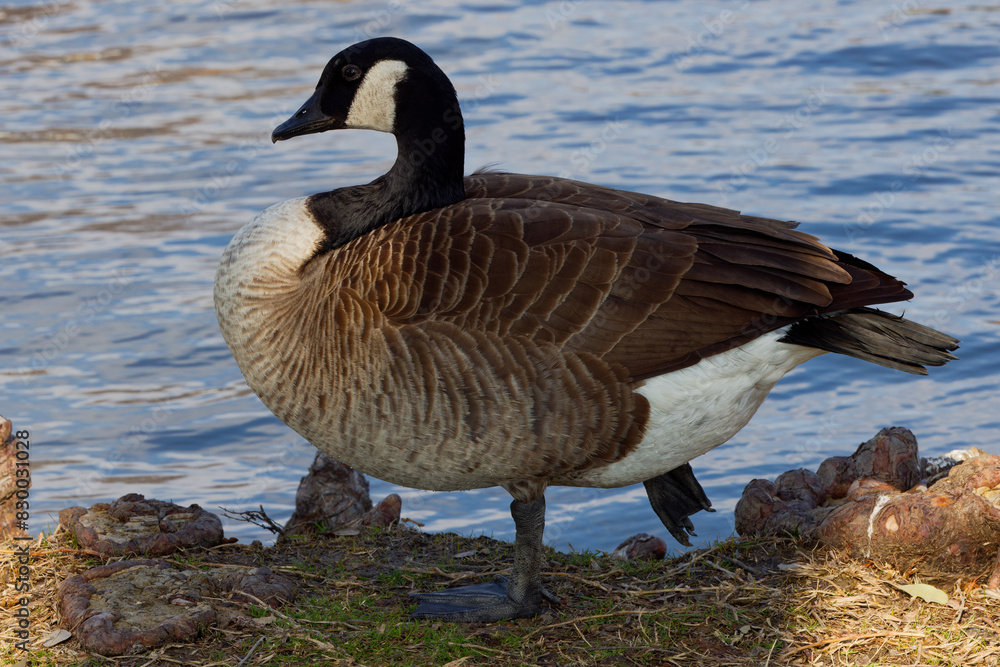 A beautiful Canada Goose on a winter morning. The Canada goose, is a large wild goose with a black head and neck, white cheeks, white under its chin, and a brown body. A beautiful Canada Goose on a winter morning. The Canada goose, is a large wild goose with a black head and neck, white cheeks, white under its chin, and a brown body.