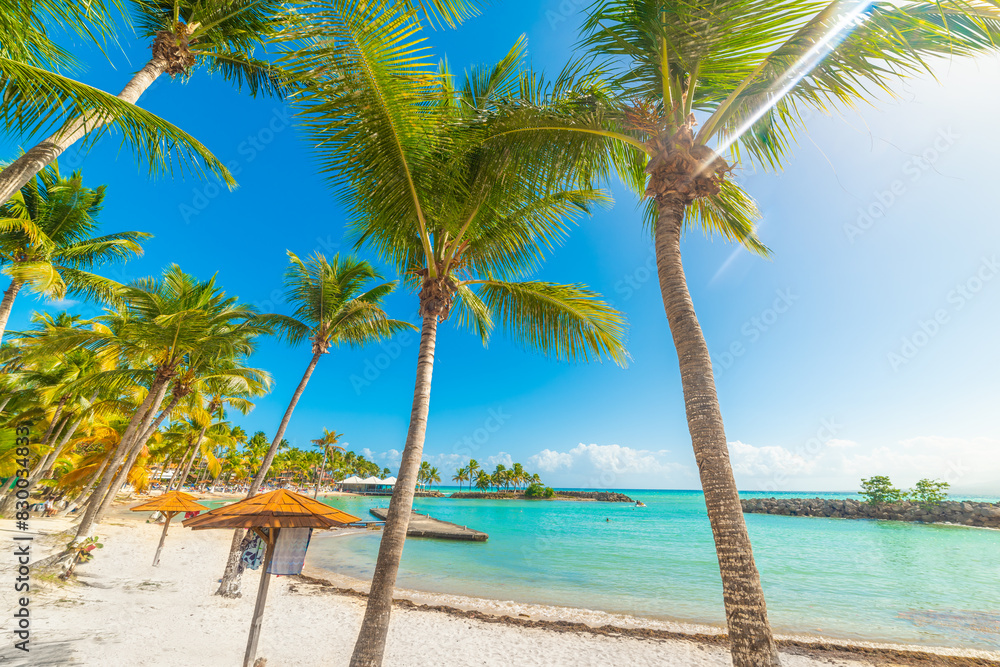 White sand and palm trees in a tropical beach in Guadeloupe