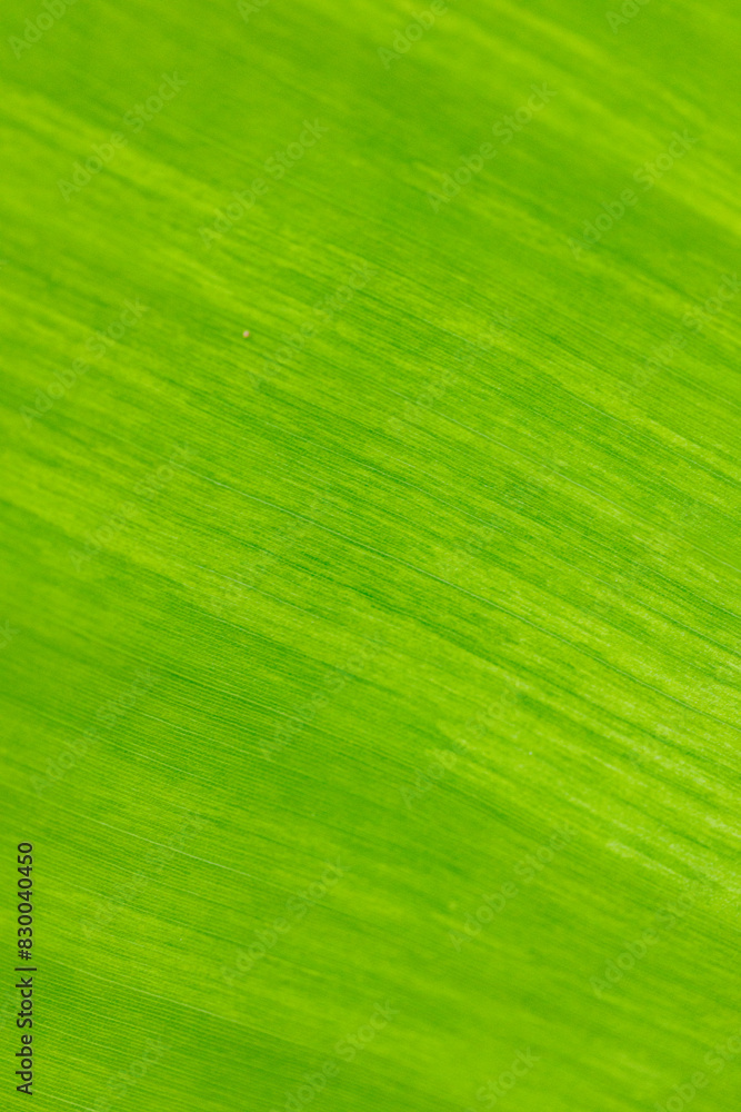 Texture background of backlight fresh banana leaf. Texture background of backlight fresh banana leaf.