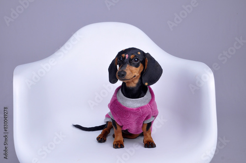 duchshund fofo vestida para o inverno  photo