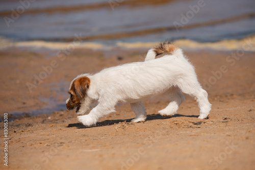 Juck Russel terrier by the seaside photo