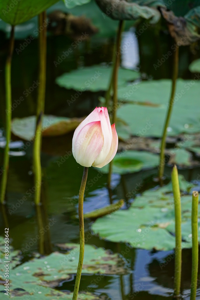 Lotus flowers bloom on the surface of the lake Lotus flowers bloom on the surface of the lake