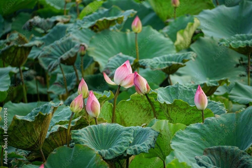 Lotus flowers bloom on the surface of the lake Lotus flowers bloom on the surface of the lake