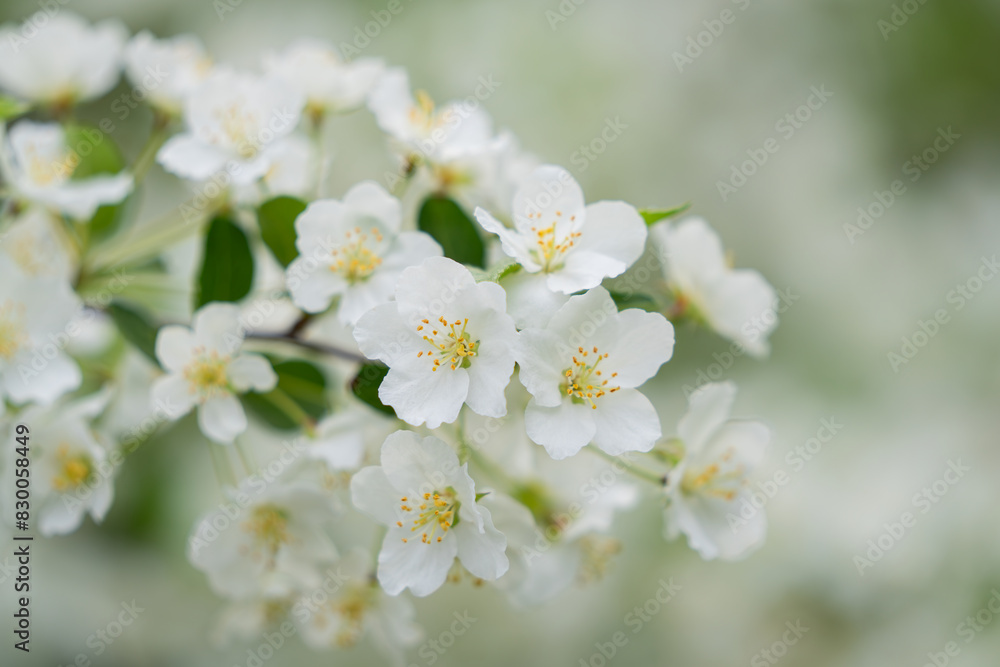 Sakura white cherry blossom background. Tender cherry blossoms on misty white. White flowers in spring day for background or copy space for text. Bokeh background. Soft focus.