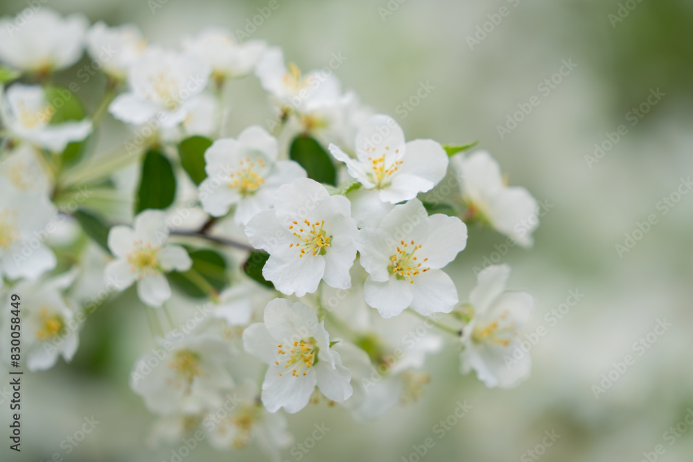 Sakura white cherry blossom background. Tender cherry blossoms on misty white. White flowers in spring day for background or copy space for text. Bokeh background. Soft focus. Sakura white cherry blossom background. Tender cherry blossoms on misty white. White flowers in spring day for background or copy space for text. Bokeh background. Soft focus.