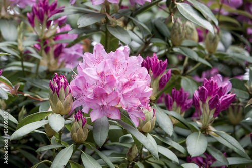 close up of pretty pink rhododendron flowers © Penny