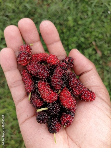 handful of Mulberries