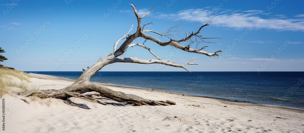 Dead tree lying horizontal on the wild beach the ocean Dead tree lying horizontal on the wild beach the ocean