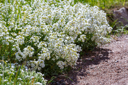 Tablou pe pânză Arabis Caucasica, аrabis plena or mountain rock cress plant at the botanical gar