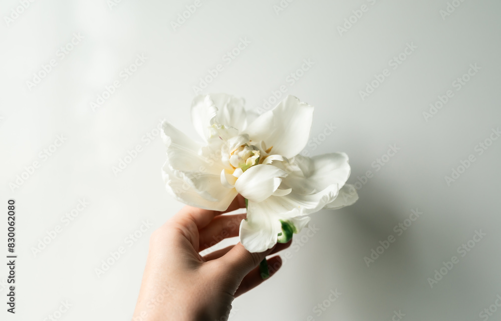 Beautiful white flower peony in woman's hand Beautiful white flower peony in woman's hand