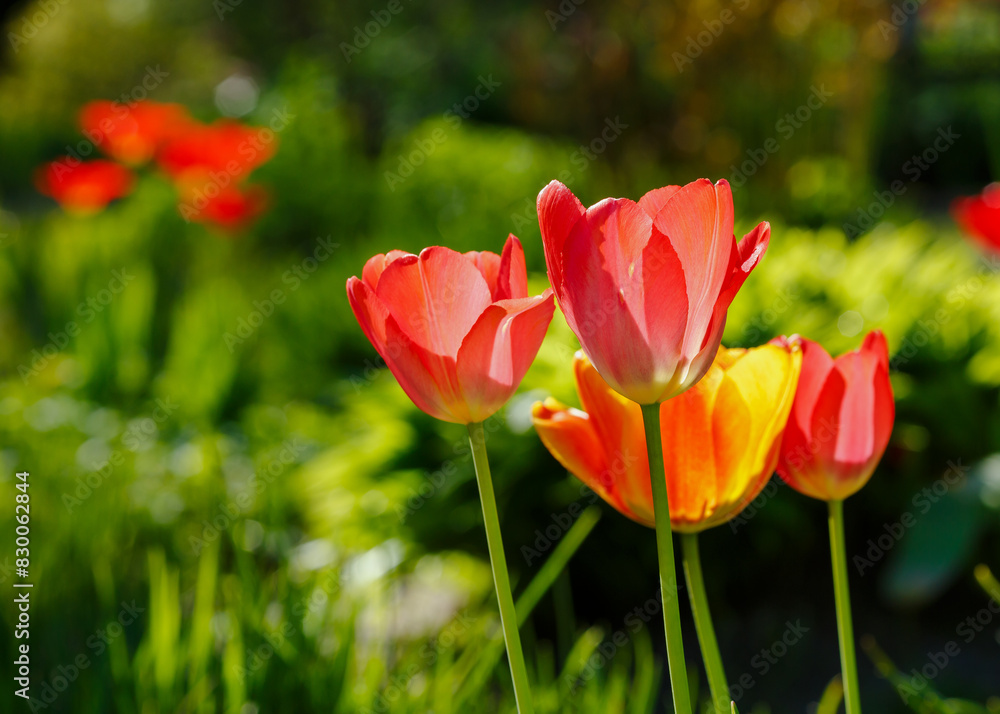 A group of beautiful tulips in the spring garden A group of beautiful tulips in the spring garden
