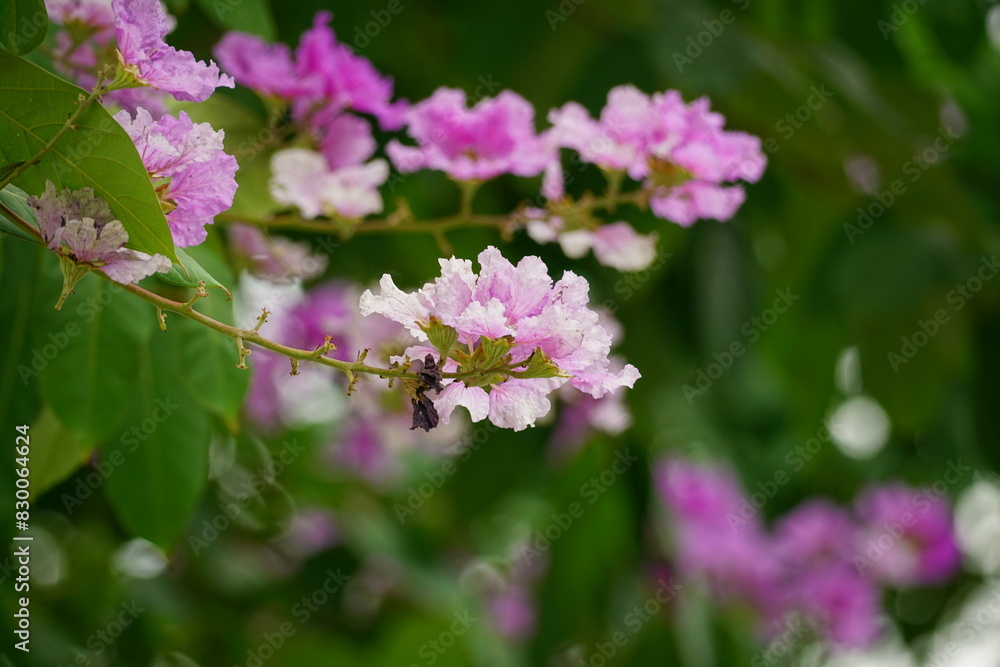 Lagerstroemia speciosa flowers bloom in summer Lagerstroemia speciosa flowers bloom in summer