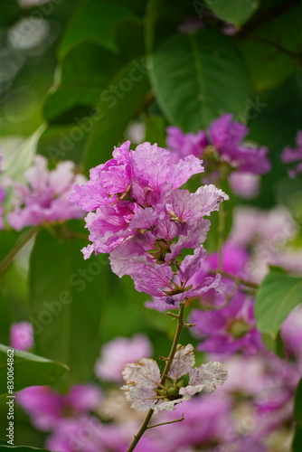 Lagerstroemia speciosa flowers bloom in summer