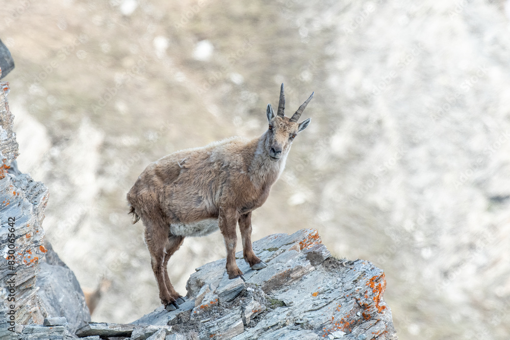 Alpine ibex (Capra ibex) standing at the edge of a precipice on a rocky wall in its typical habitat, Alps Mountains, italy. Monviso natural Park.