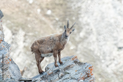 Obraz na płótnie Alpine ibex (Capra ibex) standing at the edge of a precipice on a rocky wall in its typical habitat, Alps Mountains, italy. Monviso natural Park. w salonie