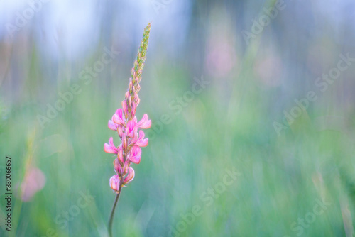 Colorato e selvatico fiore di campo, Lupinella dei colli,  Onobrychis arenaria.