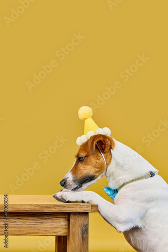 Cute dog with a party hat celebrating his birthday